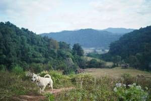 BIB: 
                            <button type="button" onclick="openModal(16011201)" class="btn btn-primary btn-sm float-right btn-popup" data-toggle="modal" data-target=".modal-high-quality">
                        <i class="fas fa-shopping-cart"></i> Add to Cart
                    </button>
                                            <button type="button" onclick="isThisMe(16011201, true)" class="btn btn-success btn-sm float-right btn-popup btn-isme hidden" data-toggle="tooltip" data-placement="bottom" title="นี่คือรูปของคุณใช่ไหม คลิกที่นี่เพื่อเอาเข้าอัลบั้ม">
                        <i class="fas fa-plus"></i> Add to album
                    </button>
                    <button type="button" onclick="isThisMe(16011201, false)" class="btn btn-warning btn-sm float-right btn-popup btn-isnotme hidden">
                        <i class="fas fa-ban"></i> Remove from album
                    </button>